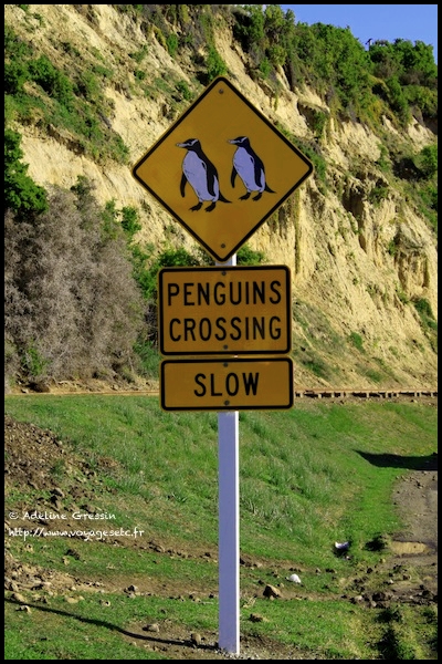 signalisation-routire-attention-pingouins-nouvelle-zelande