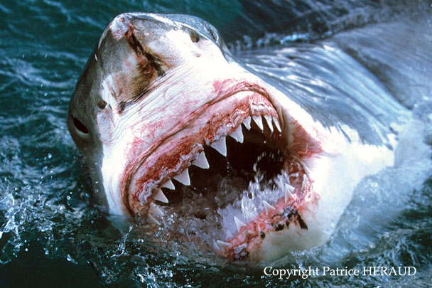 Grand Requin Blanc - Carcharodon Carcharias - Great White Shark